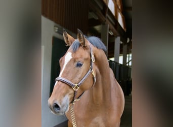 Holsteiner, Wallach, 4 Jahre, 169 cm, Hellbrauner