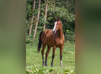 Holsteiner, Wallach, 4 Jahre, 170 cm, Brauner