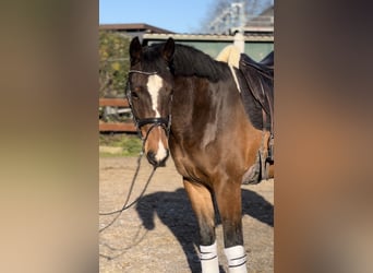 Holsteiner, Wallach, 4 Jahre, 170 cm, Brauner
