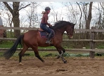 Holsteiner, Wallach, 4 Jahre, 170 cm, Brauner