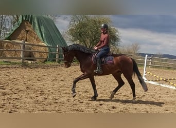 Holsteiner, Wallach, 4 Jahre, 170 cm, Brauner