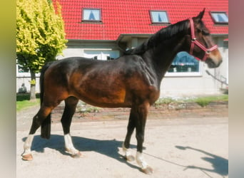 Holsteiner, Wallach, 4 Jahre, 170 cm, Brauner