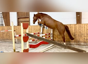 Holsteiner, Wallach, 4 Jahre, 170 cm, Fuchs