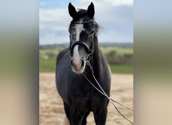 Holsteiner, Wallach, 4 Jahre, 170 cm, Rappschimmel