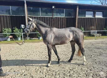 Holsteiner, Wallach, 4 Jahre, 170 cm, Schimmel