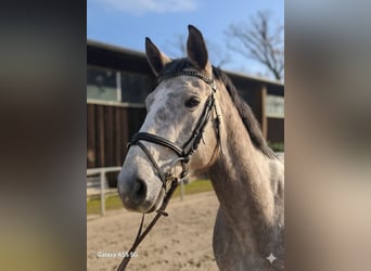 Holsteiner, Wallach, 4 Jahre, 170 cm, Schimmel