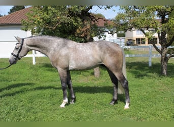 Holsteiner, Wallach, 4 Jahre, 170 cm, Schimmel