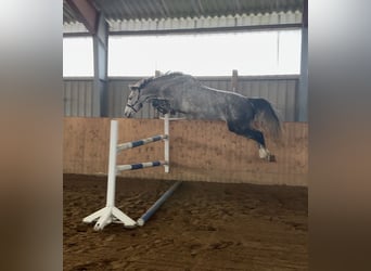 Holsteiner, Wallach, 4 Jahre, 170 cm, Schimmel