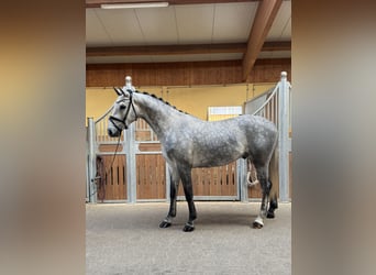 Holsteiner, Wallach, 4 Jahre, 170 cm, Schimmel