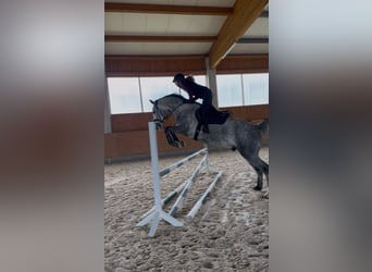 Holsteiner, Wallach, 4 Jahre, 170 cm, Schimmel