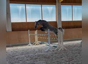 Holsteiner, Wallach, 4 Jahre, 170 cm, Schimmel