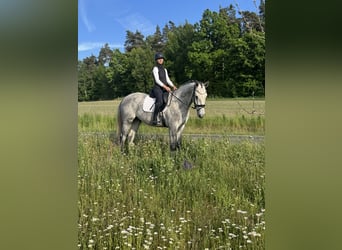 Holsteiner, Wallach, 4 Jahre, 170 cm, Schimmel