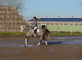 Holsteiner, Wallach, 4 Jahre, 170 cm, Schimmel