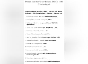 Holsteiner, Wallach, 4 Jahre, 170 cm