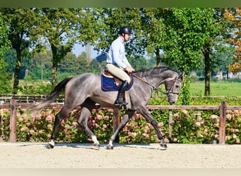 Holsteiner, Wallach, 4 Jahre, 171 cm, Schimmel