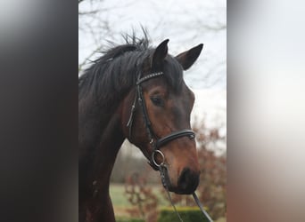 Holsteiner, Wallach, 4 Jahre, 172 cm, Brauner