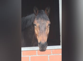 Holsteiner, Wallach, 4 Jahre, 172 cm, Brauner