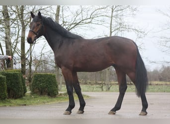 Holsteiner, Wallach, 4 Jahre, 172 cm, Brauner