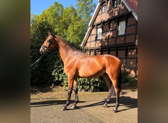 Holsteiner, Wallach, 4 Jahre, 172 cm, Dunkelbrauner