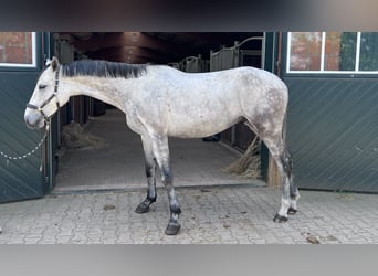 Holsteiner, Wallach, 4 Jahre, 172 cm, Schimmel