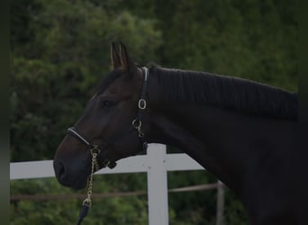 Holsteiner, Wallach, 4 Jahre, 172 cm, Schwarzbrauner