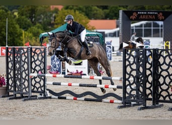 Holsteiner, Wallach, 4 Jahre, 172 cm