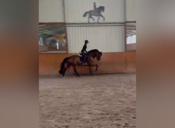 Holsteiner, Wallach, 4 Jahre, 173 cm, Brauner