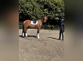 Holsteiner, Wallach, 4 Jahre, 173 cm, Brauner