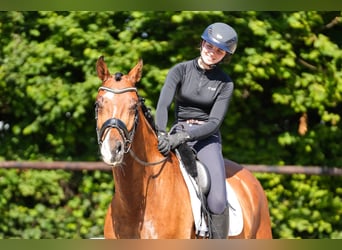 Holsteiner, Wallach, 4 Jahre, 174 cm, Brauner