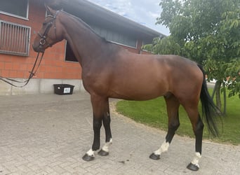 Holsteiner, Wallach, 4 Jahre, 174 cm, Brauner