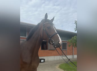Holsteiner, Wallach, 4 Jahre, 174 cm, Brauner