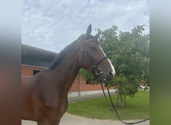 Holsteiner, Wallach, 4 Jahre, 174 cm, Brauner