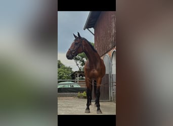 Holsteiner, Wallach, 4 Jahre, 174 cm, Brauner