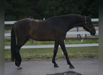 Holsteiner, Wallach, 4 Jahre, 174 cm, Schwarzbrauner