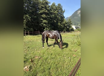 Holsteiner, Wallach, 4 Jahre, 174 cm, Schwarzbrauner