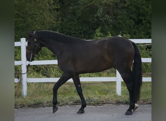 Holsteiner, Wallach, 4 Jahre, 174 cm, Schwarzbrauner