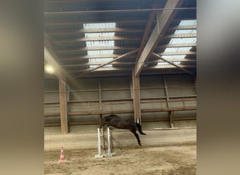 Holsteiner, Wallach, 4 Jahre, 174 cm, Schwarzbrauner