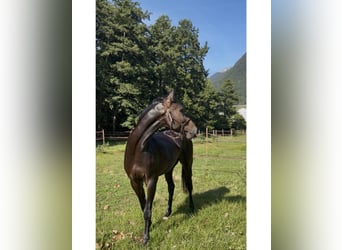 Holsteiner, Wallach, 4 Jahre, 174 cm, Schwarzbrauner