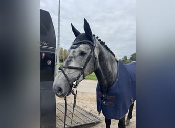 Holsteiner, Wallach, 4 Jahre, 175 cm, Apfelschimmel