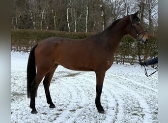 Holsteiner, Wallach, 4 Jahre, 175 cm, Brauner