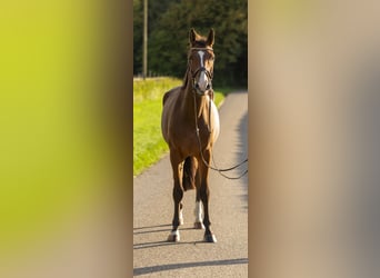 Holsteiner, Wallach, 4 Jahre, 175 cm, Brauner