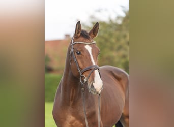 Holsteiner, Wallach, 4 Jahre, 175 cm, Brauner
