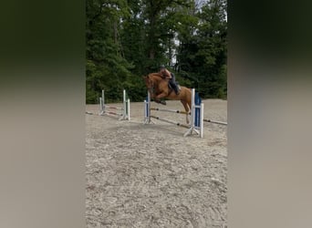 Holsteiner, Wallach, 4 Jahre, 175 cm, Fuchs
