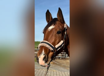 Holsteiner, Wallach, 4 Jahre, 176 cm, Brauner