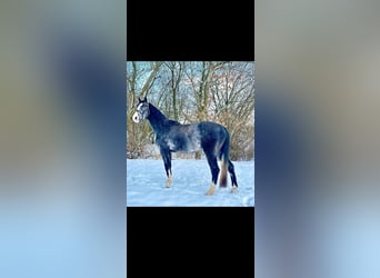 Holsteiner, Wallach, 4 Jahre, 178 cm, Apfelschimmel