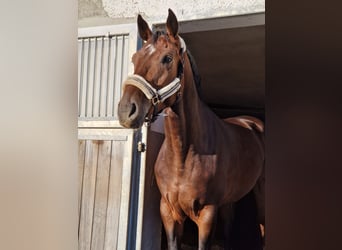 Holsteiner, Wallach, 4 Jahre, 178 cm, Dunkelbrauner