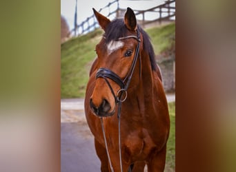 Holsteiner, Wallach, 4 Jahre, Brauner