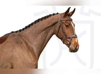 Holsteiner, Wallach, 4 Jahre, Brauner