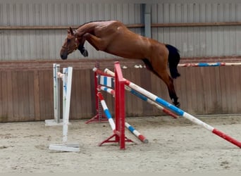 Holsteiner, Wallach, 4 Jahre, Brauner