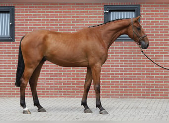 Holsteiner, Wallach, 4 Jahre, Brauner